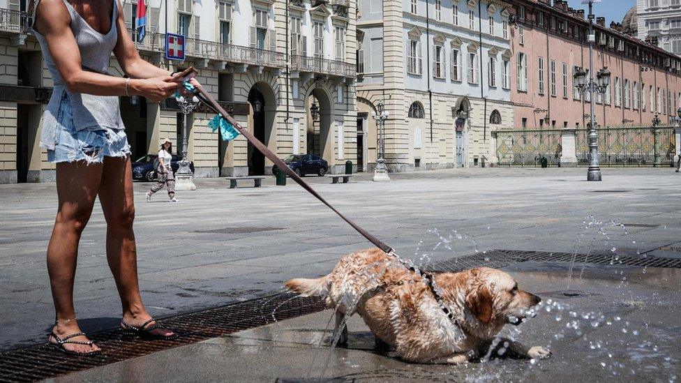 dog cooling down in fountain