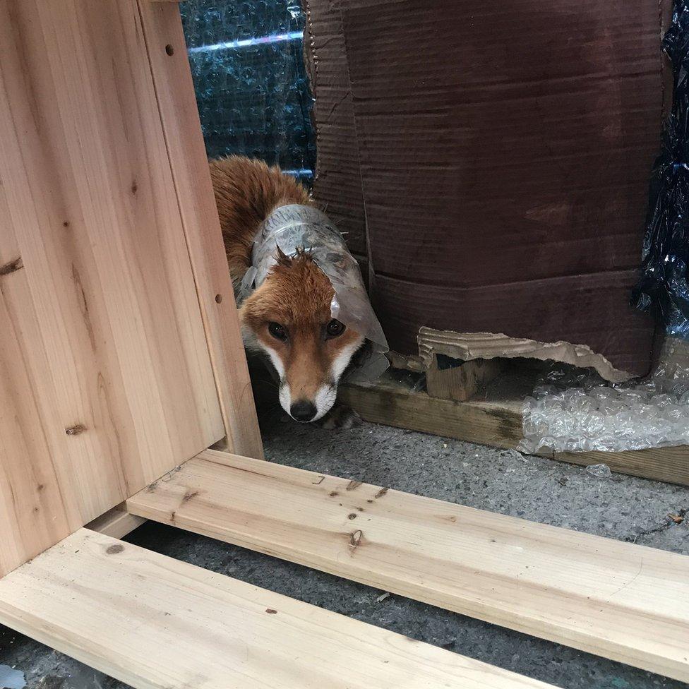 Fox in plastic bottle