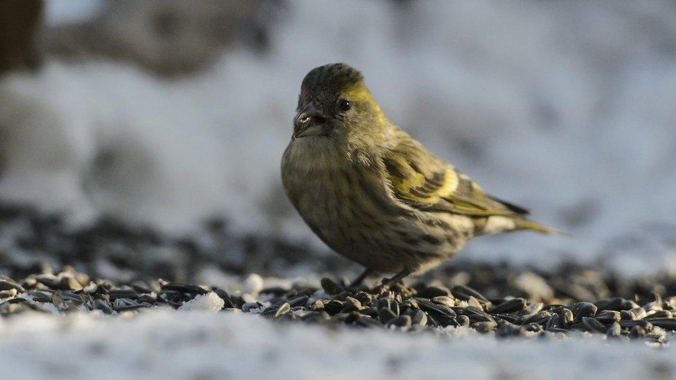 A siskin