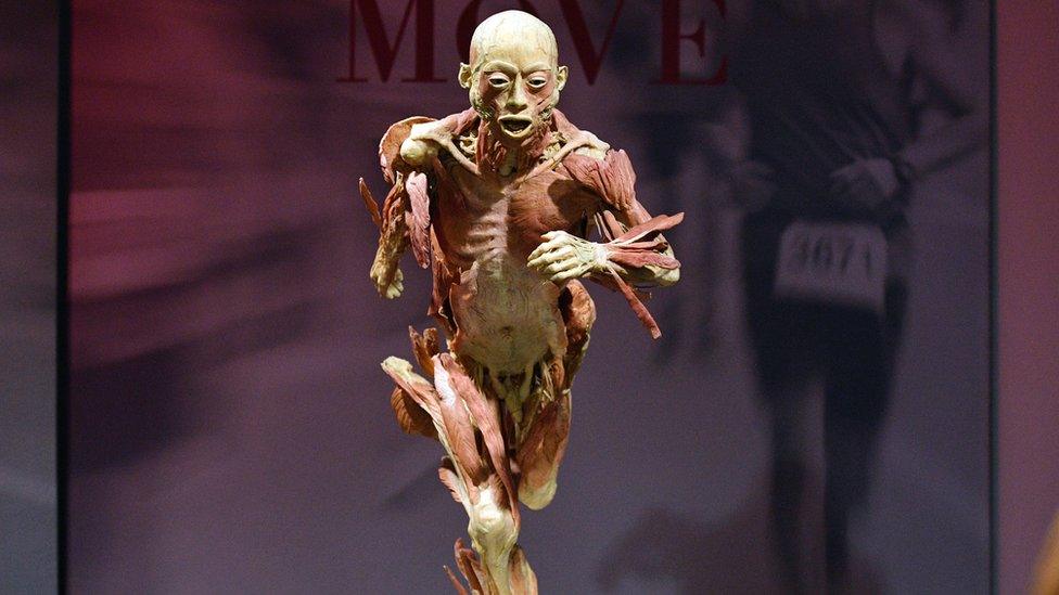 A human body is seen at an exhibit from "Real Bodies: The Exhibition"arter, Moore Park in Sydney, 12 April 2018