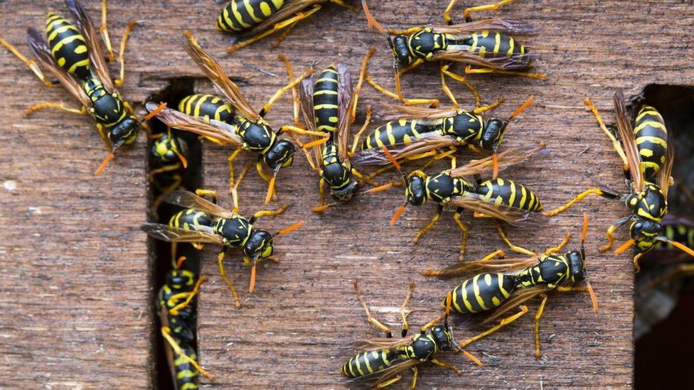 wasps-in-nest.