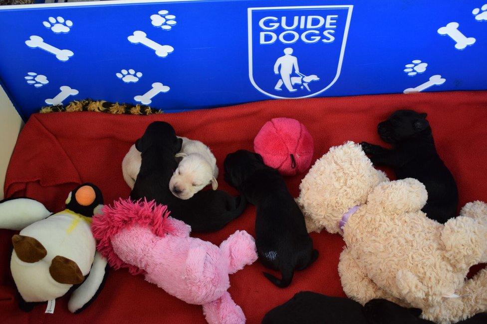 Inside the whelping box, puppies cuddle up next to each other and several soft toys