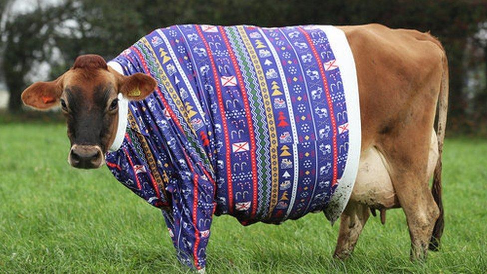 cow-in-a-christmas-jumper.