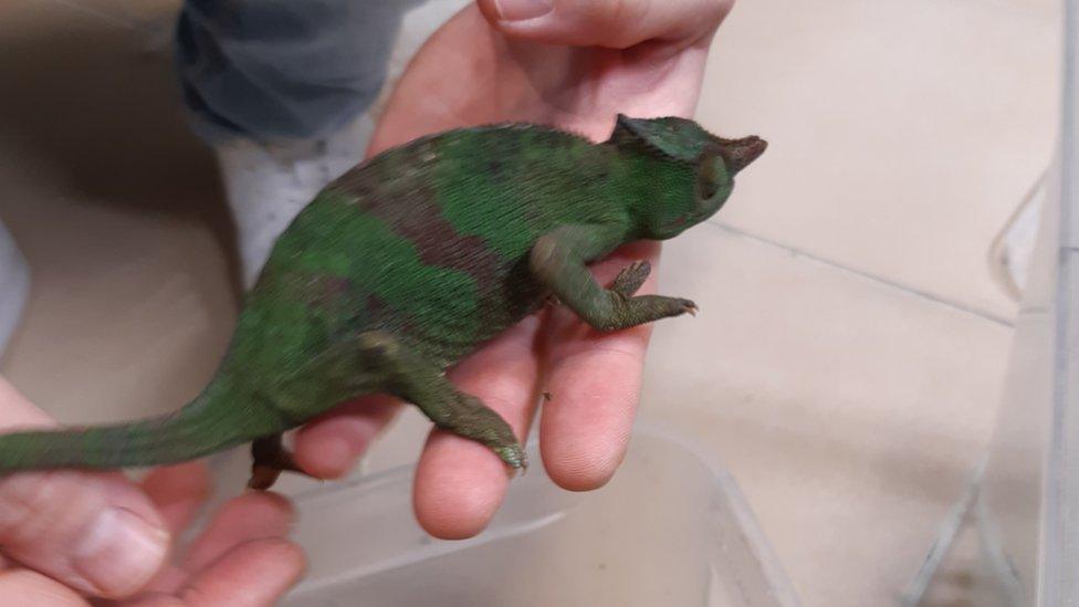 Image shows one of the chameleons