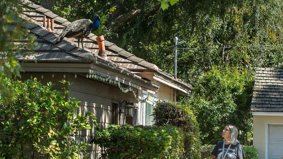 Peacock on roof