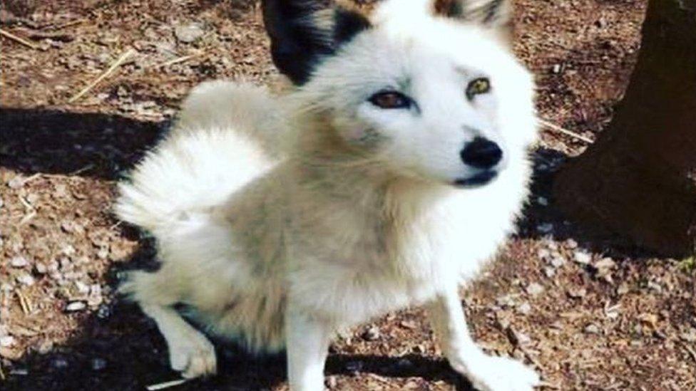 Missing platinum fox found in Telford after Hoo Farm escape - BBC News