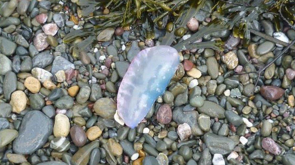 Portuguese man o' war jellyfish