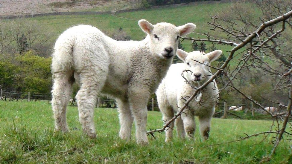 Lambs in a field