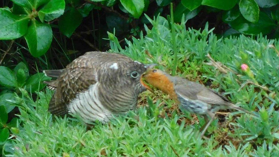 Cuckoo and robin