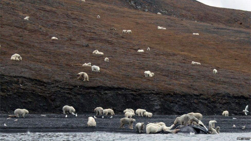 Polar bears gathering around the carcass of a bowhead whale on the shore of Russia's Wrangel Island