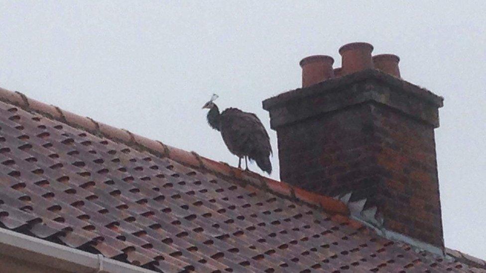 Peahen on roof in Norwich