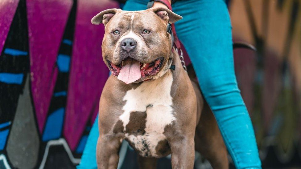 Holly's American bulldog Chapo