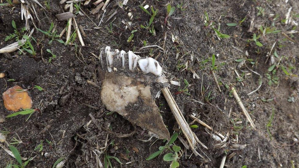 Cattle and Sheep bones