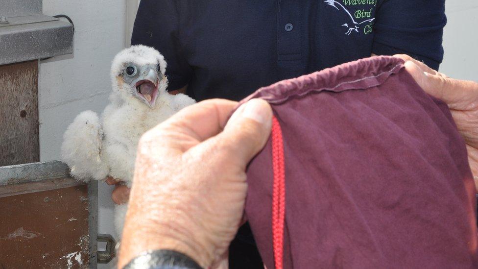 Peregrine chicks at The Mill, Ipswich