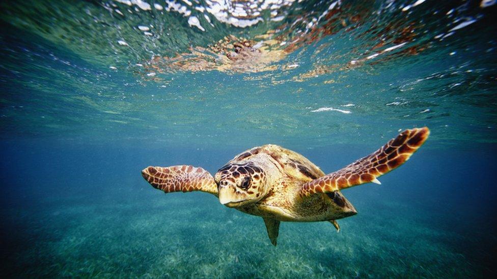 loggerhead turtle