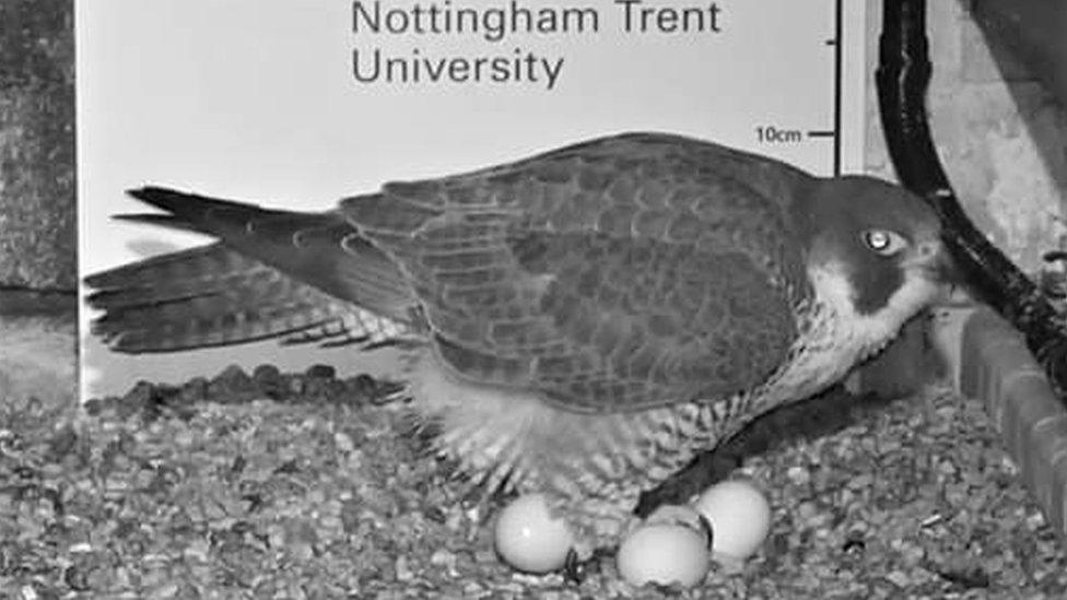 Peregrine lays 3 eggs