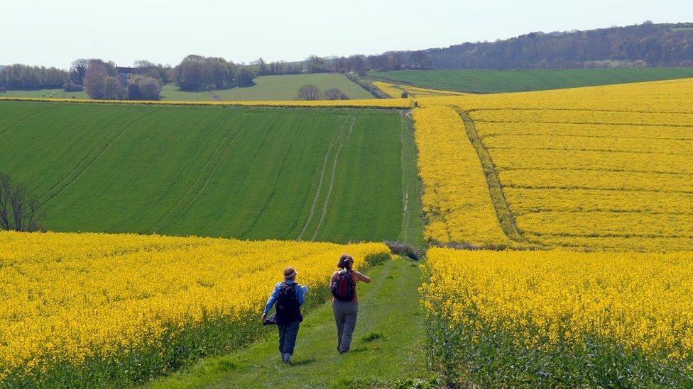 Women walk through rape fields