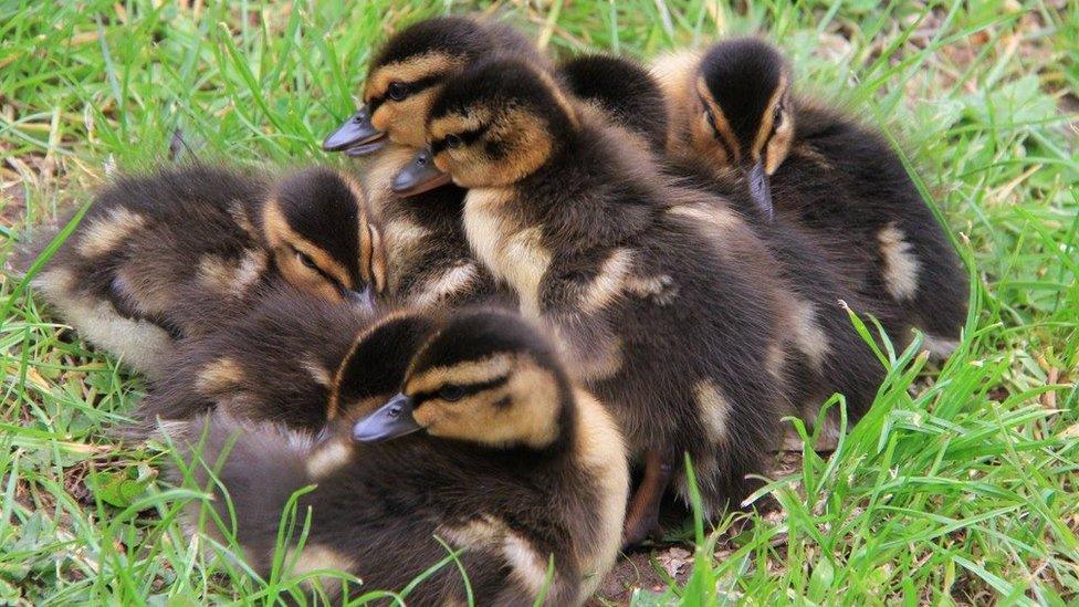 Ducklings at Cwmcarn scenic drive