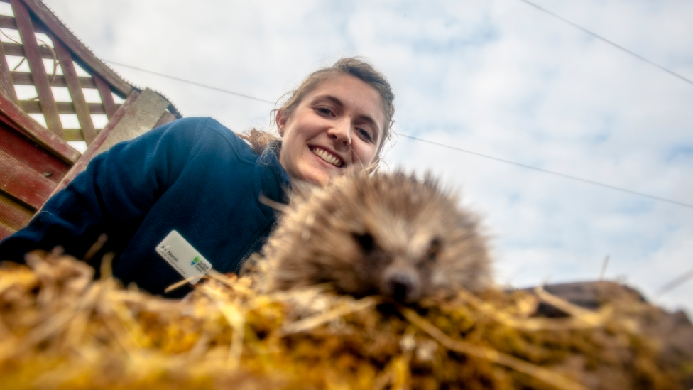 Ali North and hedgehog