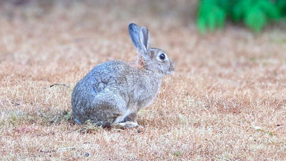 Wild rabbit