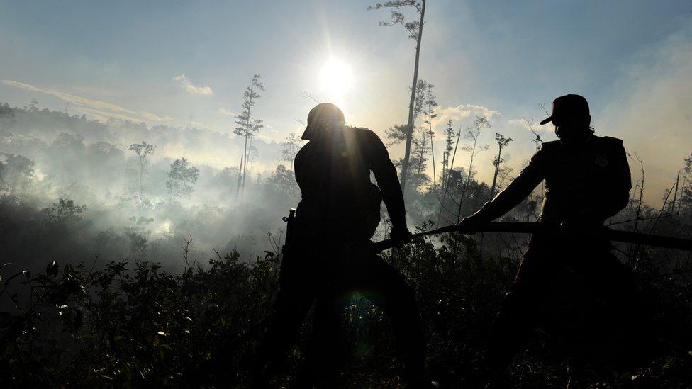 Men cutting down forest in Indonesia