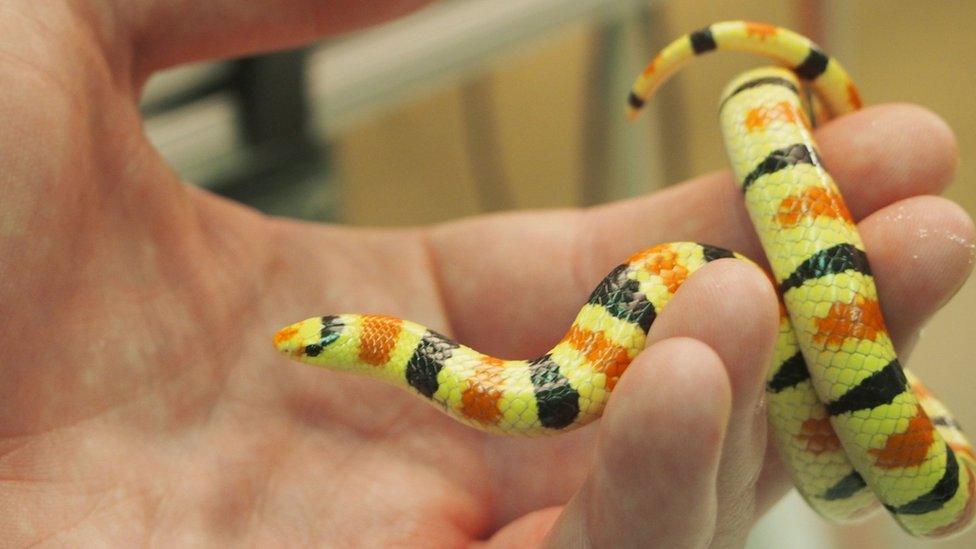 snake curled around someone's fingers