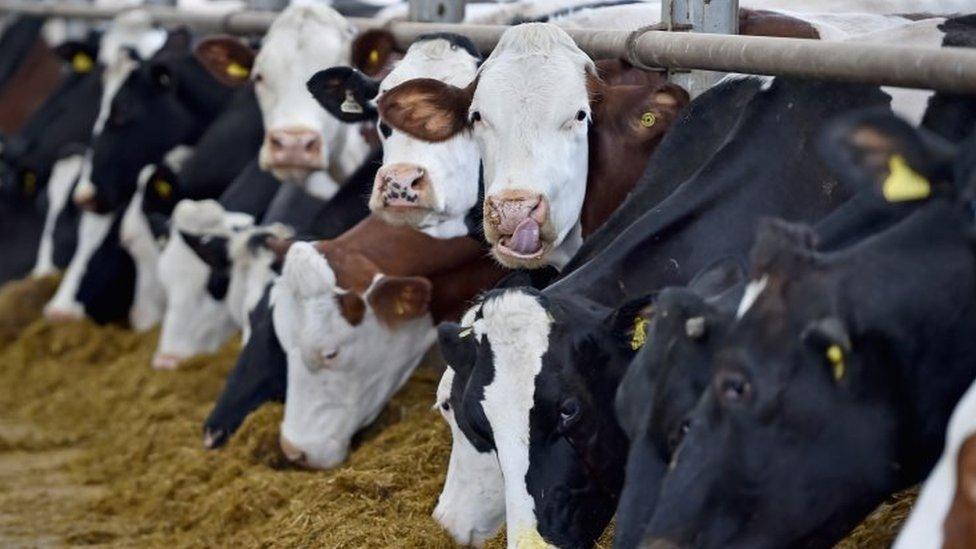 Cows on a farm