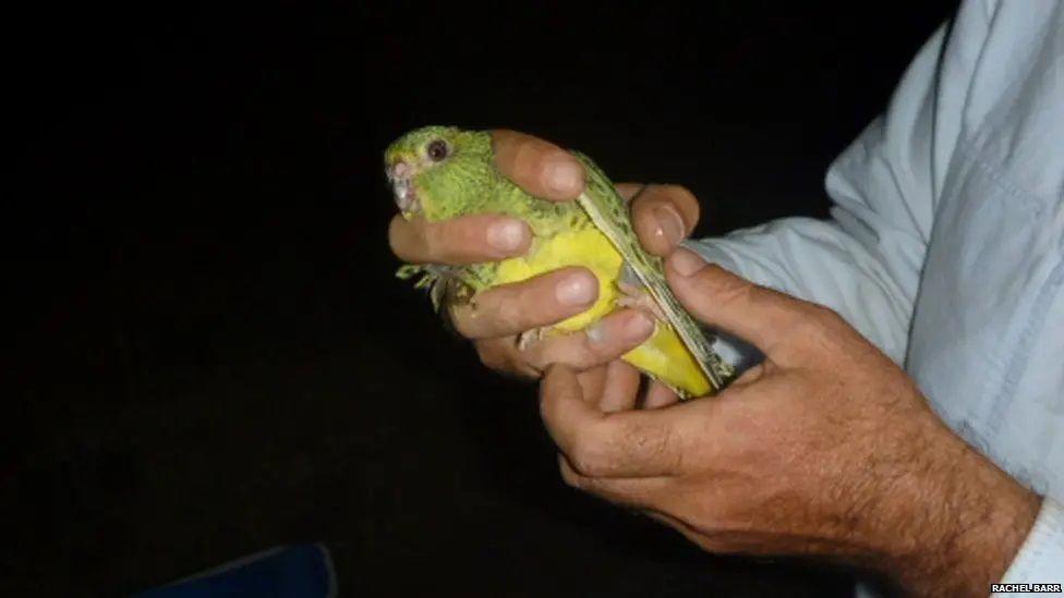 Night parrot being held