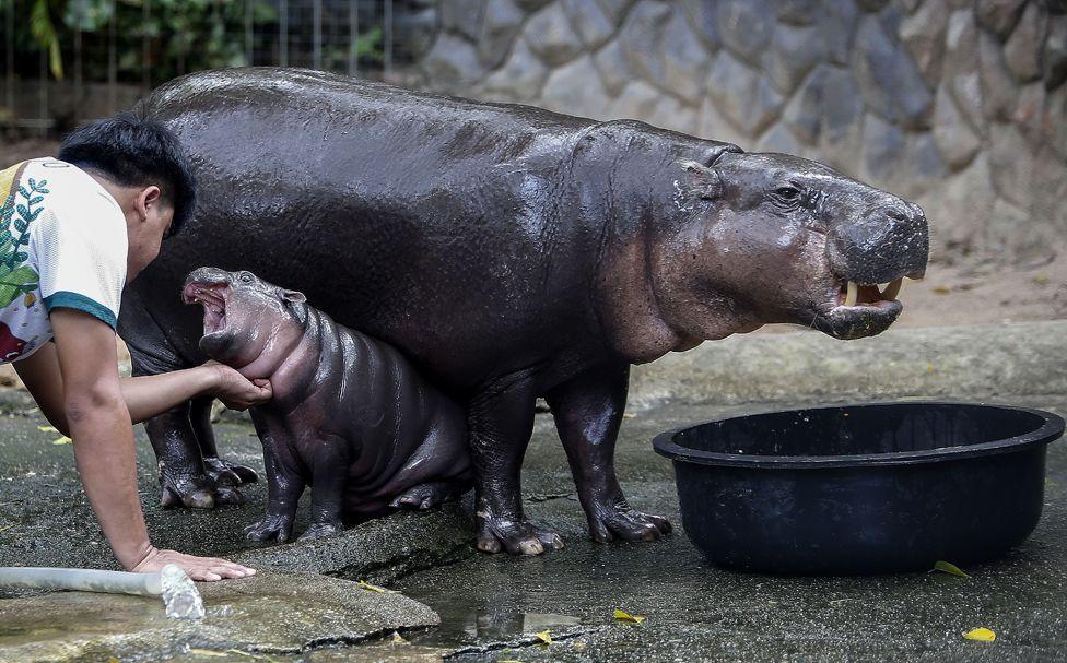 A zoo worker plays with a female dwarf hippopotamus named Moo Deng at Khao Kheow Open Zoo near the city of Pattaya in Thailand. 8 September 2024