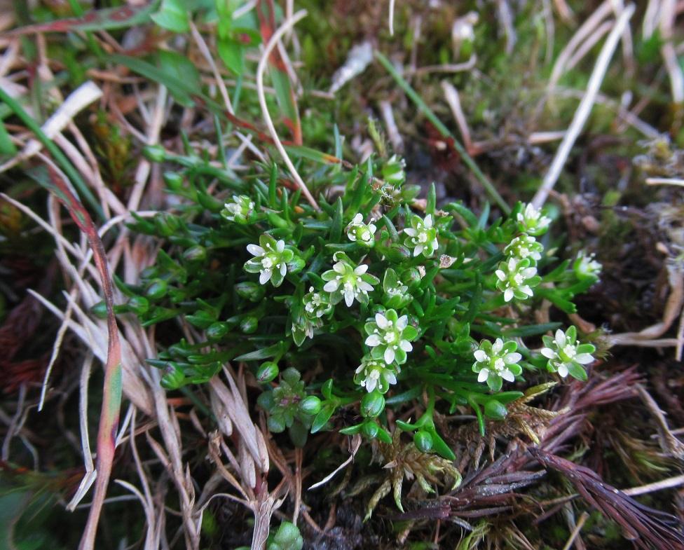 Snow pearlwort