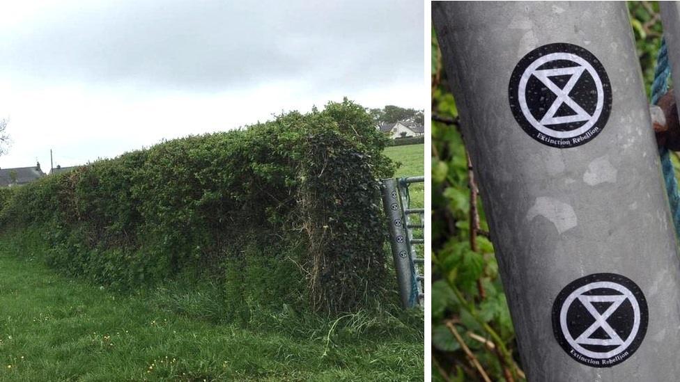 Hedge in Llangefni after netting was removed