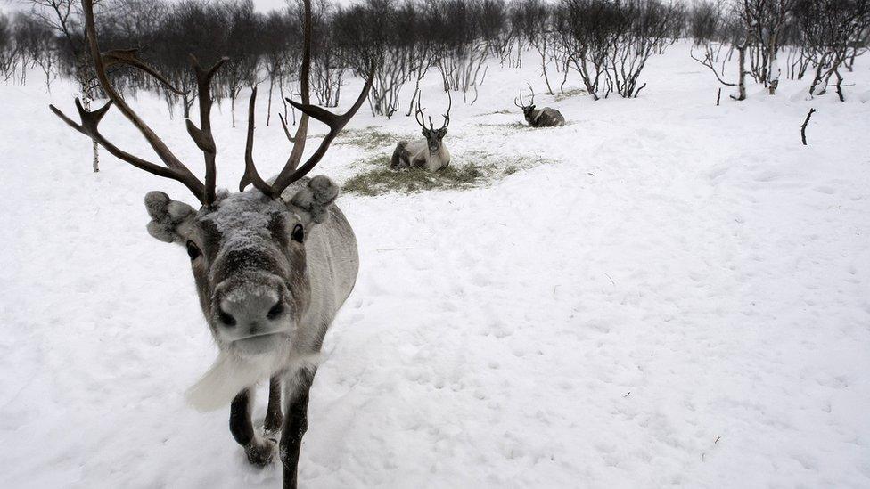 Reindeer