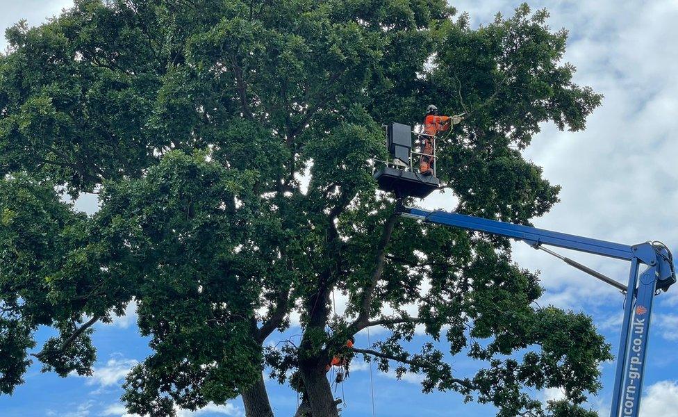 The oak tree being felled