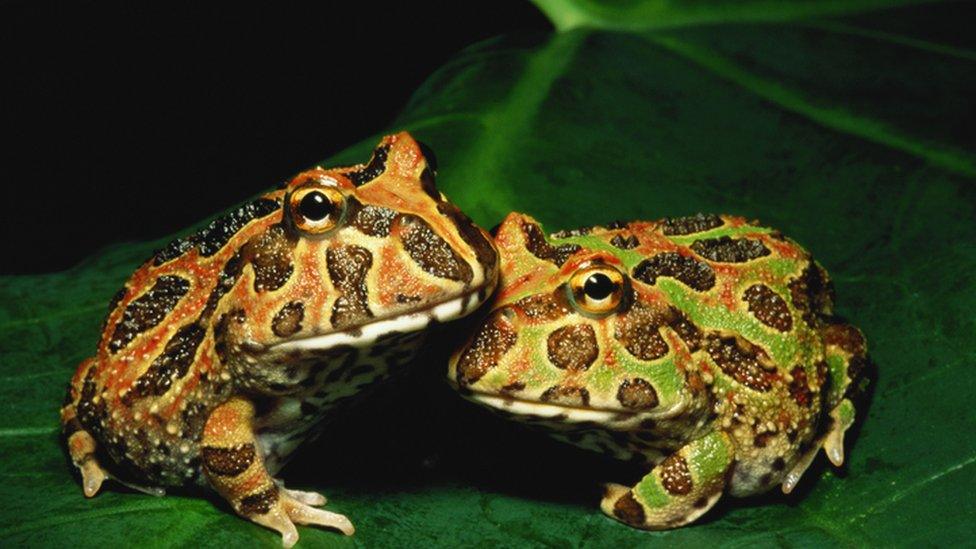 frogs with pointy texture and spotty pattern