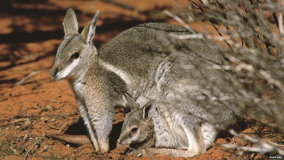 Bridled Nailtail Wallaby with joey