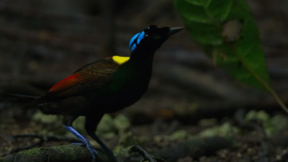 Wilson's bird of paradise tidying up