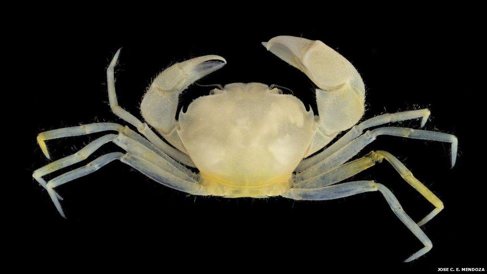 Scientists name a crab after characters from Harry Potter - BBC News