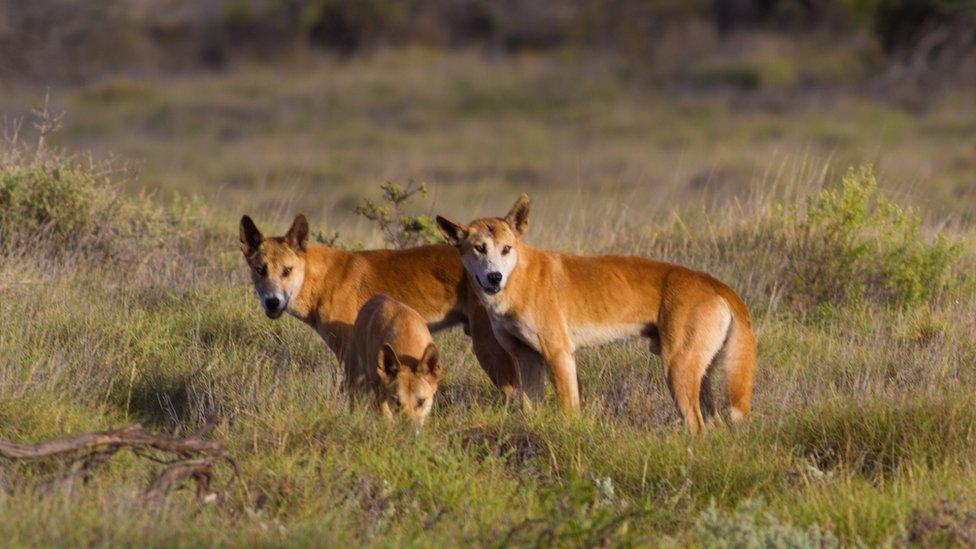 dingo pack