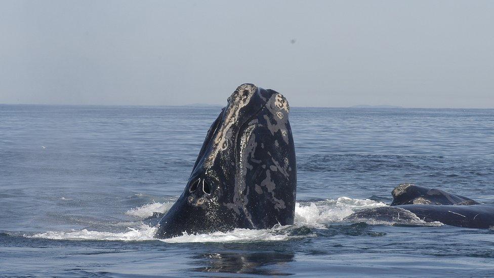 North Atlantic right whale