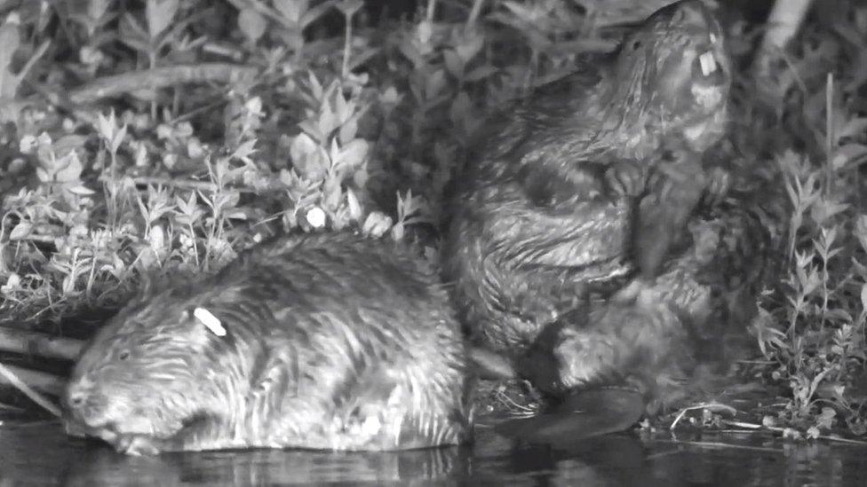 Beaver in water