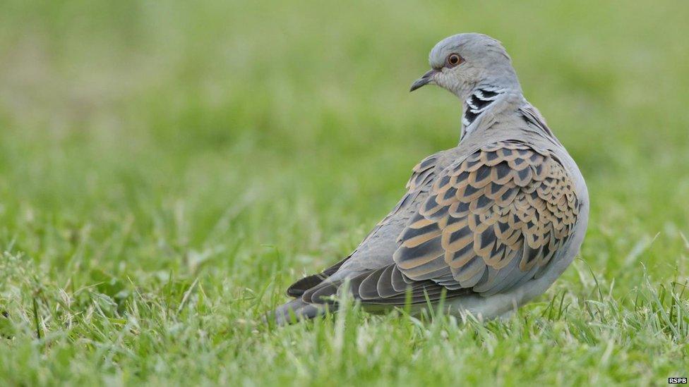 The Turtle Dove