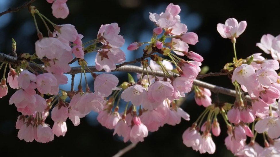 Early blooming cherry blossoms are seen in Tokyo on March 17, 2018