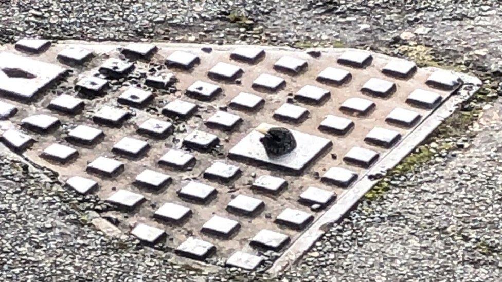 Starling stuck in drain