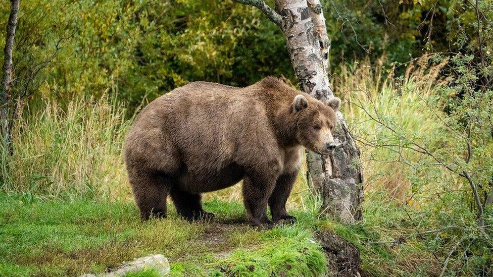 A large brown bear photographed in Alaska's Katmai National Park.