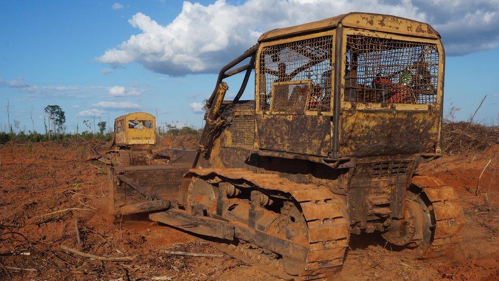 Bulldozers felling rainforest in Brazil's rainforest (July 2015)