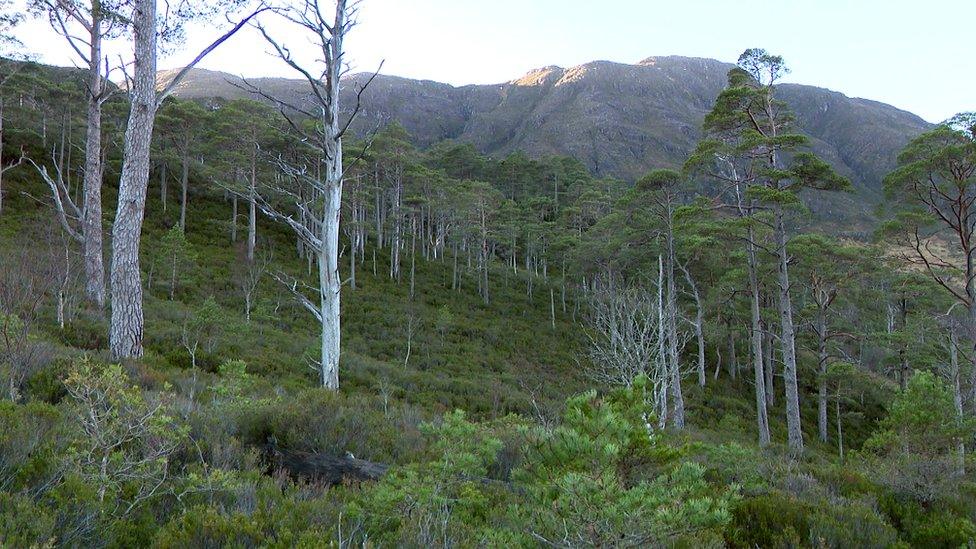 Trees at Beinn Eighe