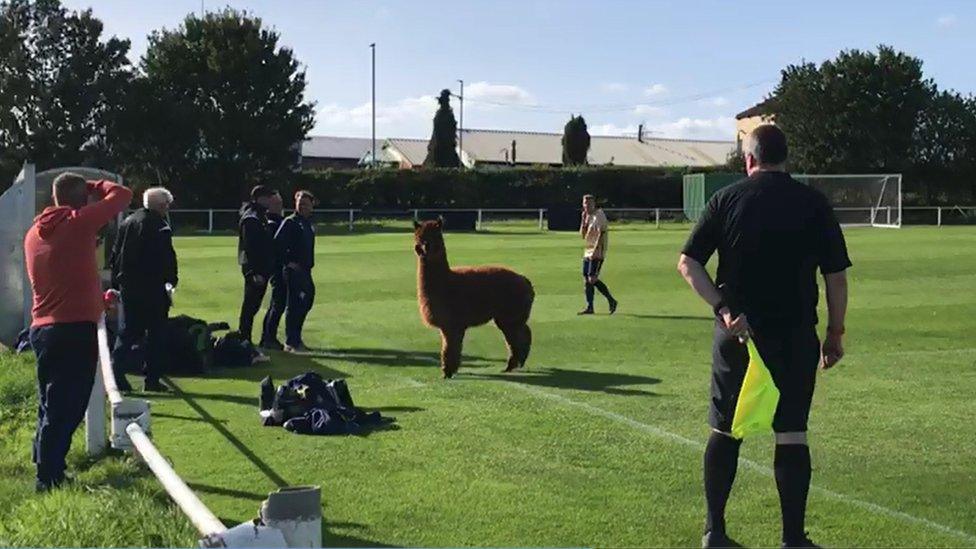 Alpaca