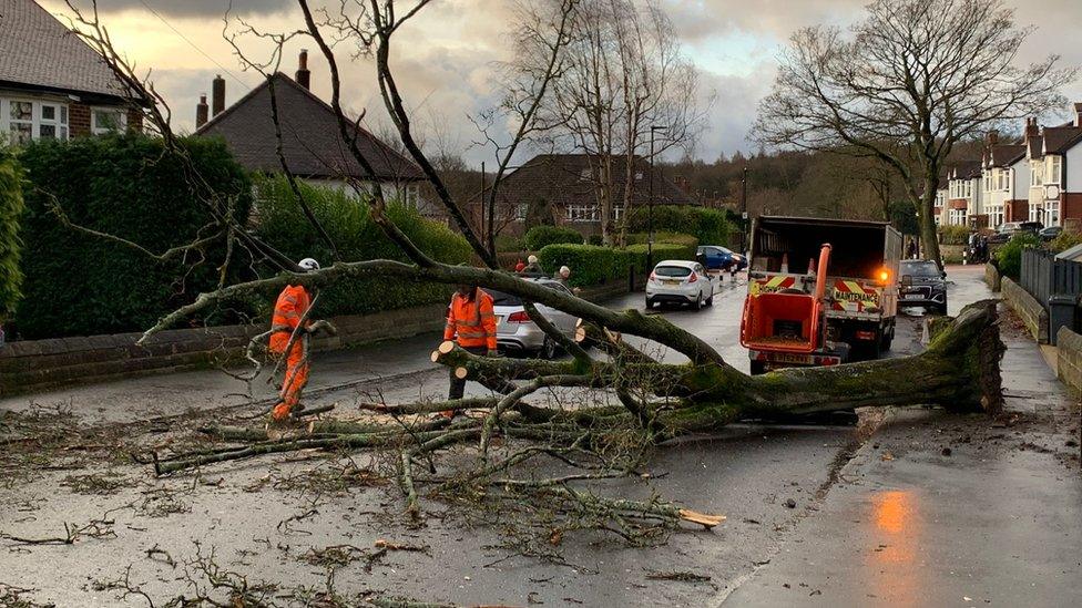 A fallen tree