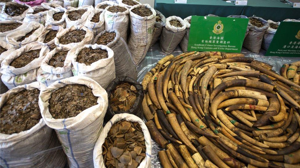 Pangolin scales and elephant tusks seized at by customs officers in Hong Kong, 1 February 2019