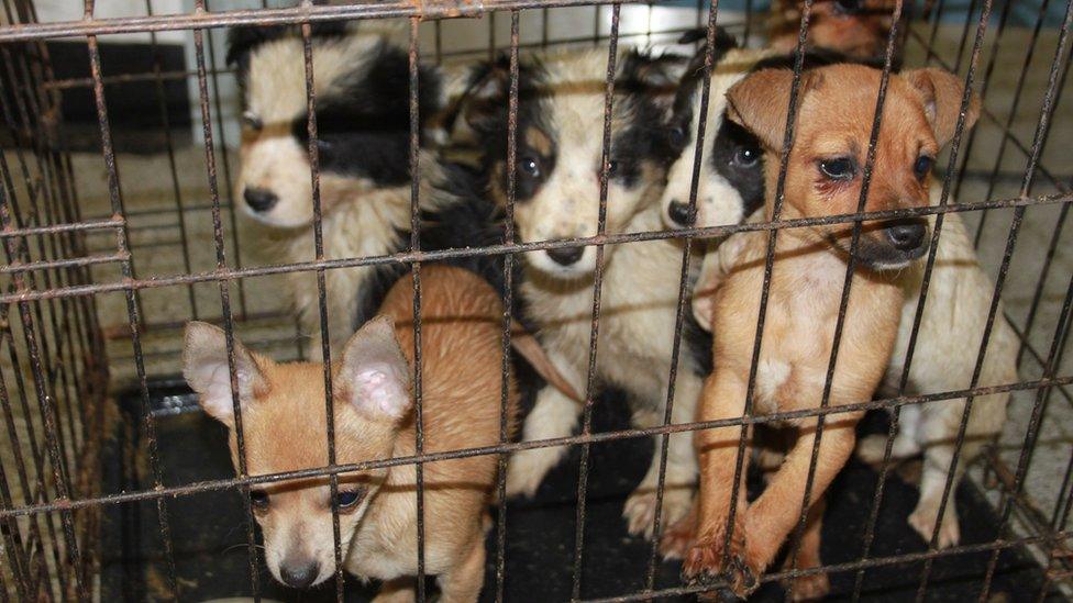 Seized puppies